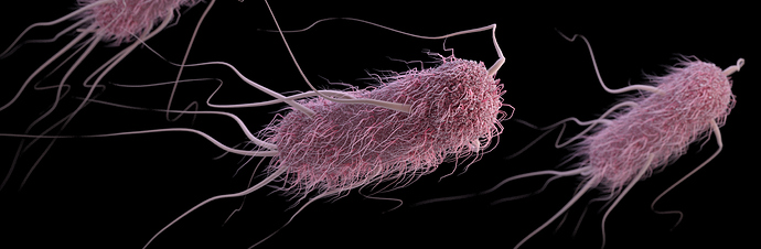 Escherichia-coli