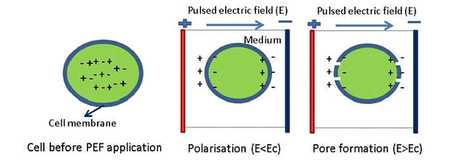 Pulsed Electric Field in olive oil production