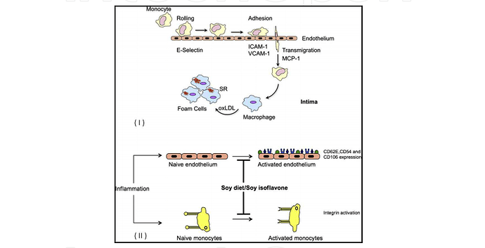 Soy as a Functional Food